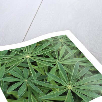 Foliage by Anonymous