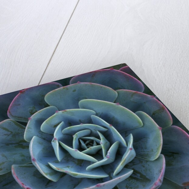 Hens and Chicks Plant by Anonymous