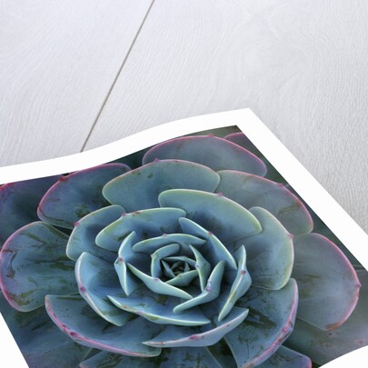 Hens and Chicks Plant by Anonymous