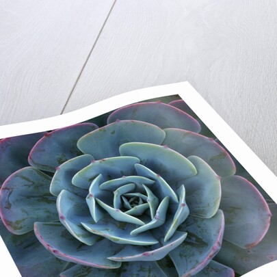 Hens and Chicks Plant by Corbis