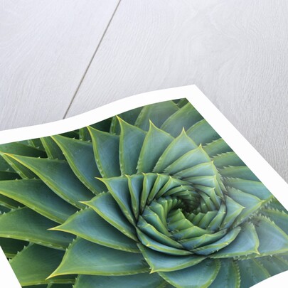 Succulent with Spiked Leaves by Anonymous