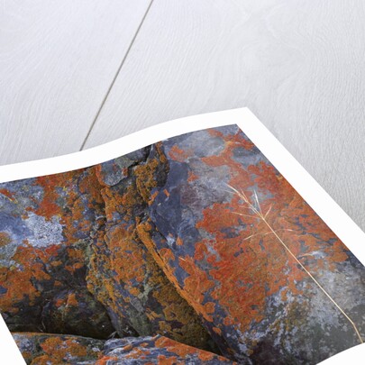 Red Lichen on Rocks by Anonymous