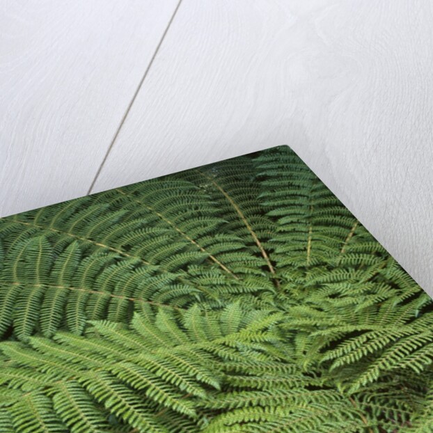 Fern Fronds by Anonymous