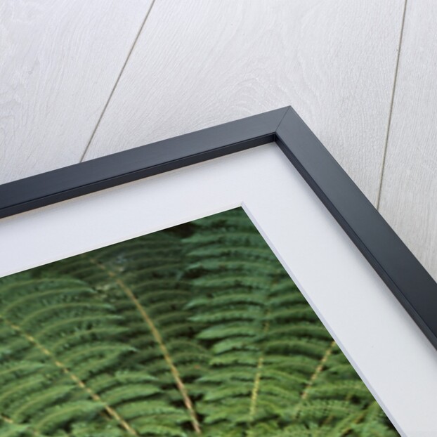 Fern Fronds by Anonymous