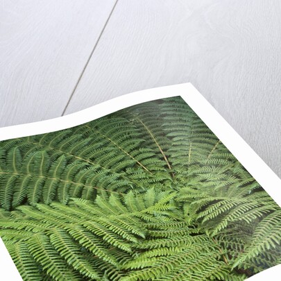 Fern Fronds by Anonymous