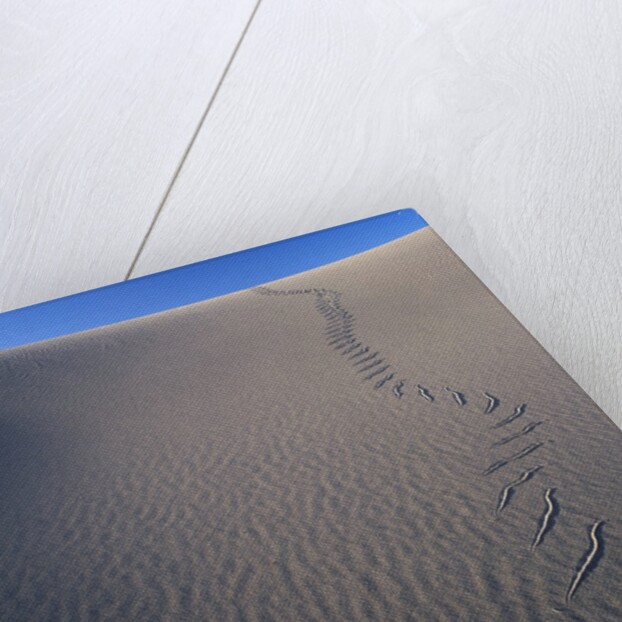 Sidewinder Tracks in Sand Dune by Anonymous