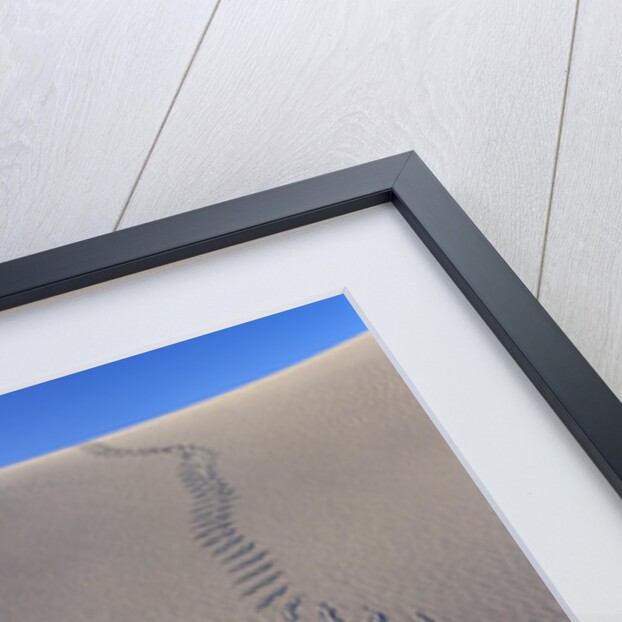 Sidewinder Tracks in Sand Dune by Anonymous