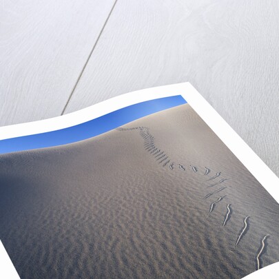 Sidewinder Tracks in Sand Dune by Anonymous