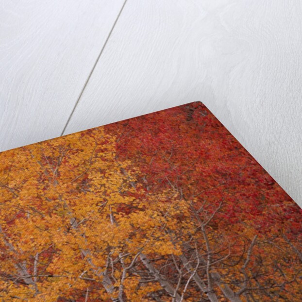 Deciduous Trees in Autumn by Anonymous