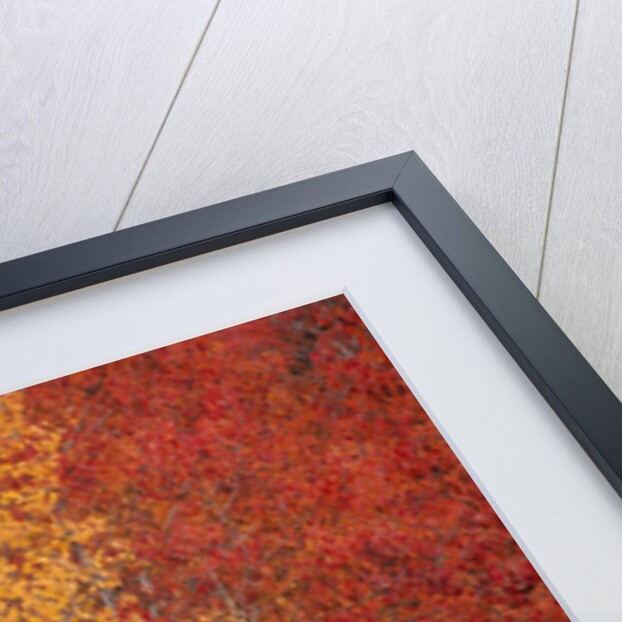 Deciduous Trees in Autumn by Anonymous