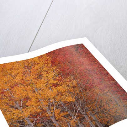 Deciduous Trees in Autumn by Anonymous