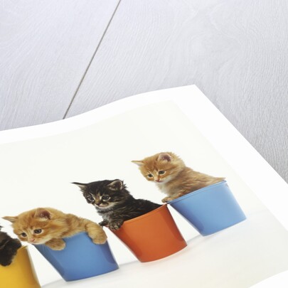 Four Kittens in Plastic Cups by Anonymous