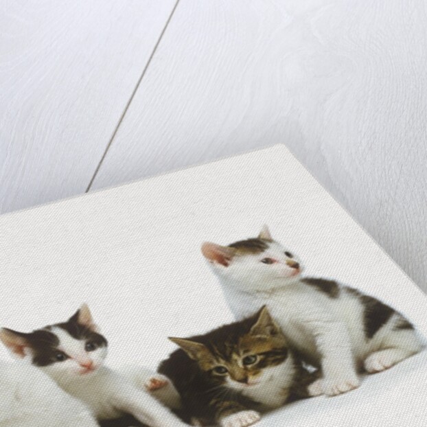 Litter of Kittens by Anonymous