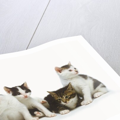 Litter of Kittens by Anonymous