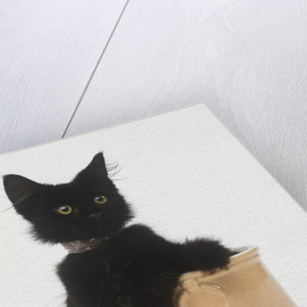 Black Kitten Sitting in Plant Pot by Anonymous