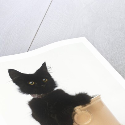 Black Kitten Sitting in Plant Pot by Anonymous