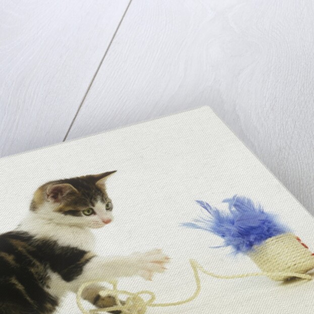 Kitten Playing with Cat Toy by Anonymous