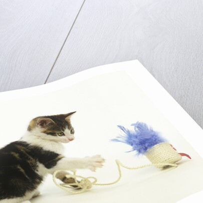 Kitten Playing with Cat Toy by Anonymous