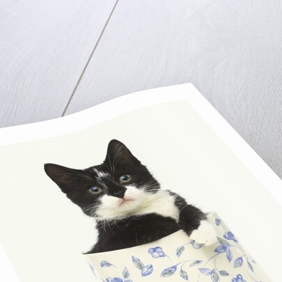 Black and White Kitten Sitting in Ceramic Jar by Anonymous