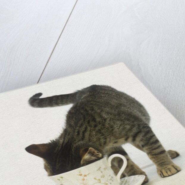 Kitten Exploring Teacup by Anonymous