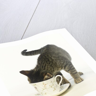 Kitten Exploring Teacup by Anonymous