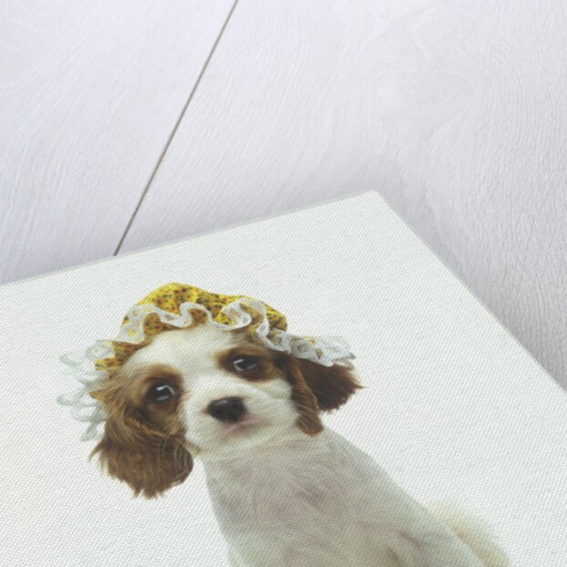 Cavalier King Charles Spaniel Puppy Wearing Bonnet by Corbis