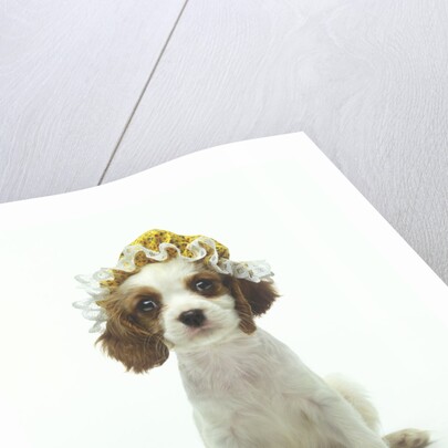 Cavalier King Charles Spaniel Puppy Wearing Bonnet by Corbis