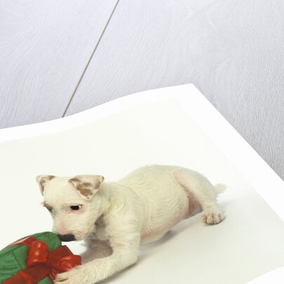 Puppy Playing with Gift-Shaped Dog Toy by Anonymous