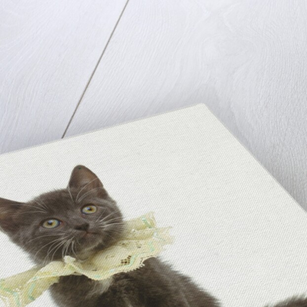 Kitten Wearing Lace Collar by Anonymous