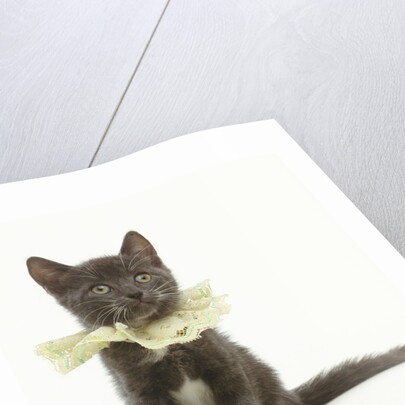 Kitten Wearing Lace Collar by Anonymous