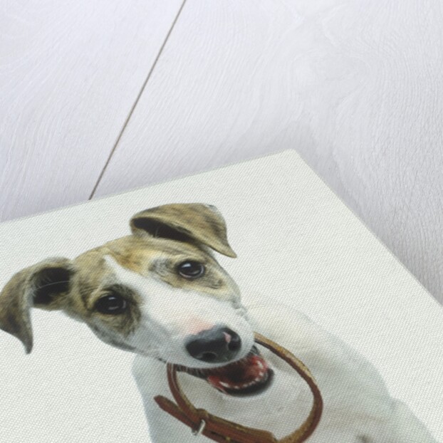 Greyhound Puppy Holding Collar in Its Mouth by Anonymous
