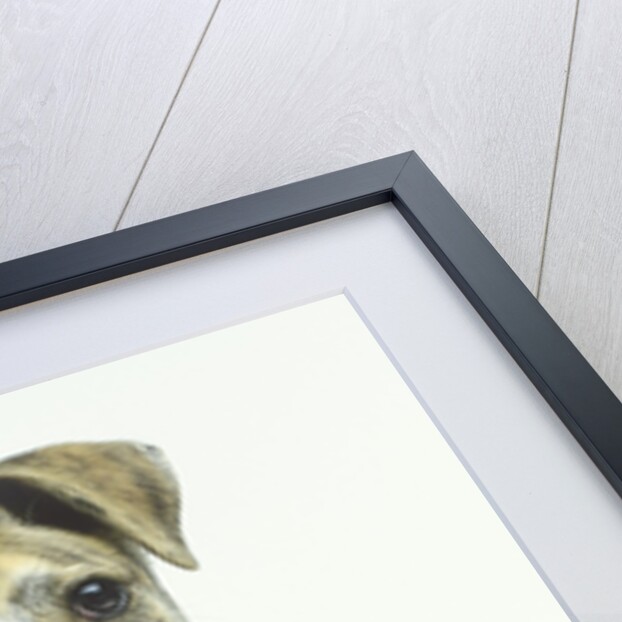 Greyhound Puppy Holding Collar in Its Mouth by Anonymous