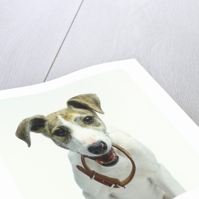 Greyhound Puppy Holding Collar in Its Mouth by Anonymous