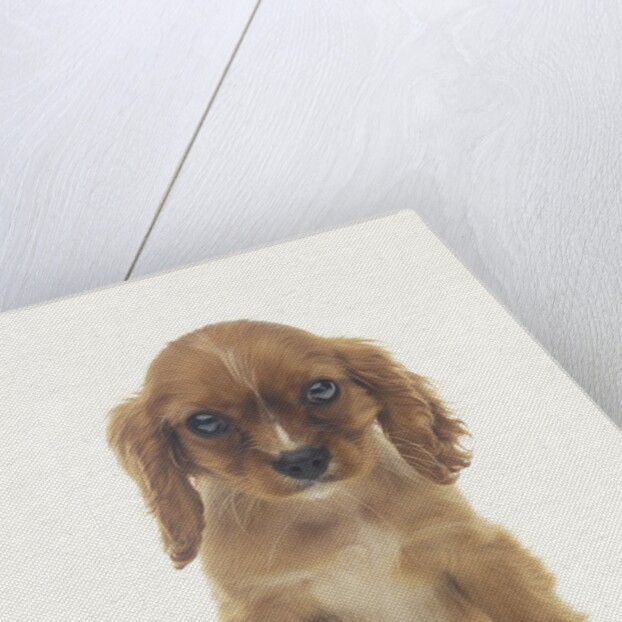Cavalier King Charles Spaniel Puppy by Anonymous