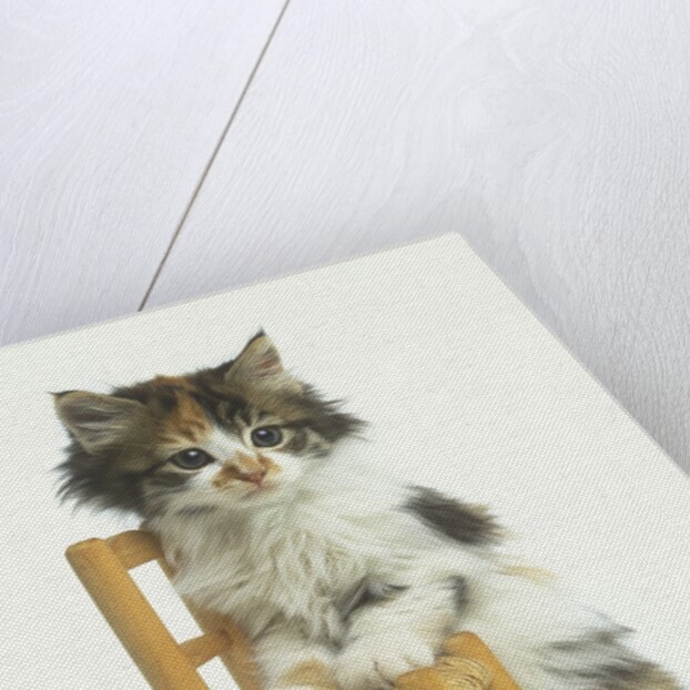 Ragdoll Kitten with Toy Chair by Anonymous