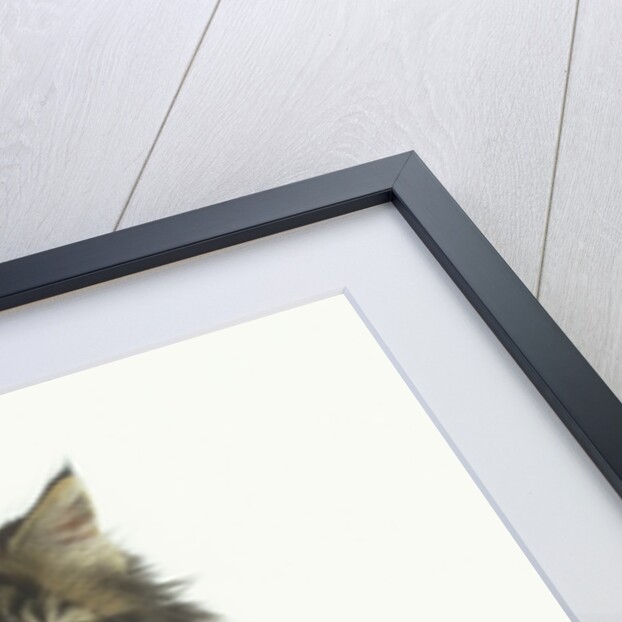 Ragdoll Kitten with Toy Chair by Anonymous