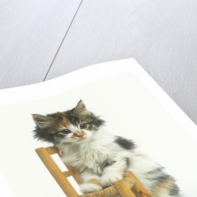 Ragdoll Kitten with Toy Chair by Anonymous
