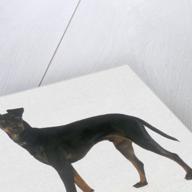 Manchester Terrier by Anonymous