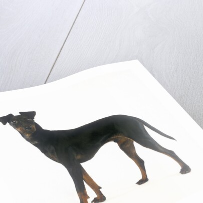 Manchester Terrier by Anonymous