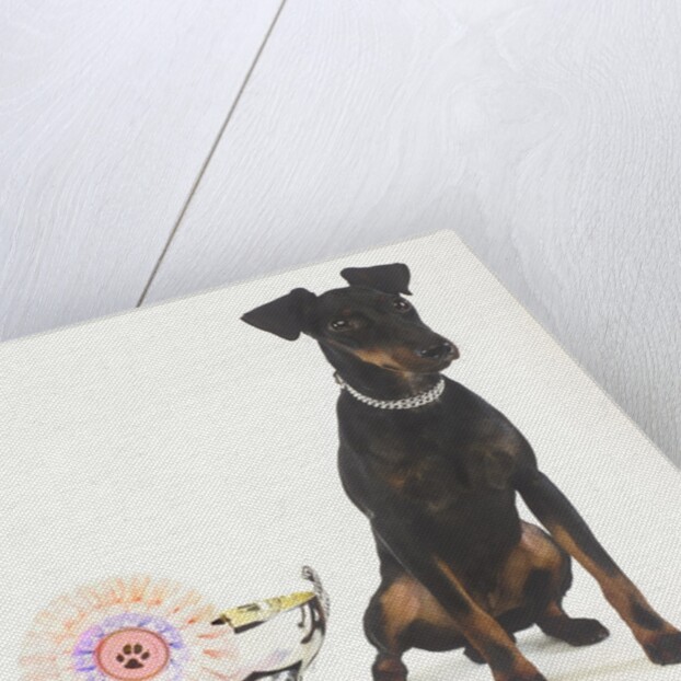 Manchester Terrier with Trophy by Anonymous