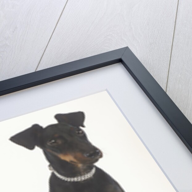 Manchester Terrier with Trophy by Anonymous