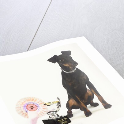 Manchester Terrier with Trophy by Anonymous