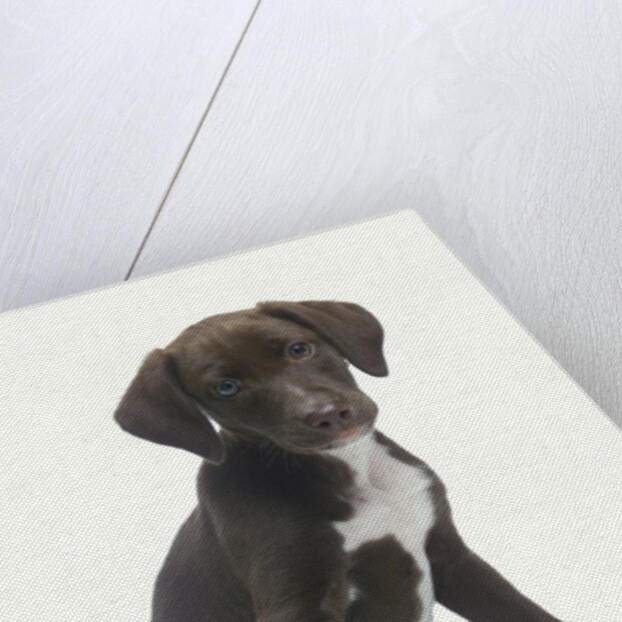 Mixed-Breed Puppy Sitting by Collar by Anonymous