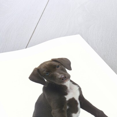 Mixed-Breed Puppy Sitting by Collar by Anonymous