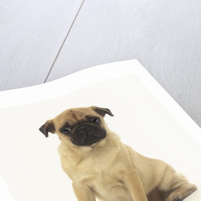 Worried Pug Puppy by Corbis