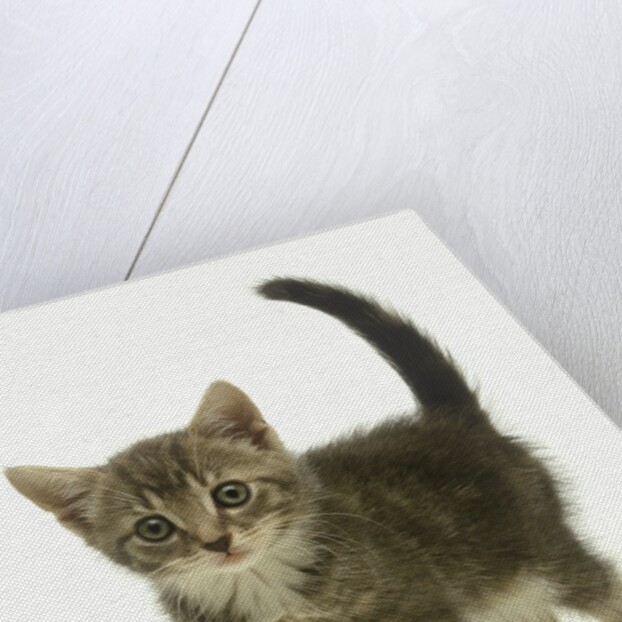 Surprised Kitten by Anonymous