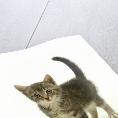 Surprised Kitten by Anonymous