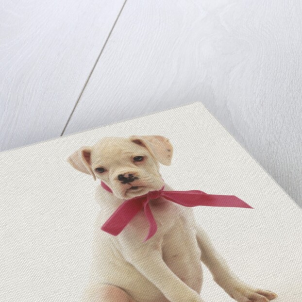 White Boxer Puppy Wearing Pink Bow by Anonymous