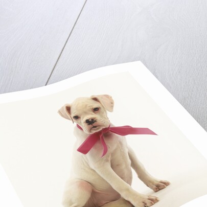 White Boxer Puppy Wearing Pink Bow by Anonymous