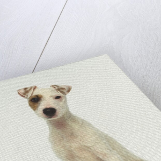 White Puppy with Brown Eye Patch by Anonymous